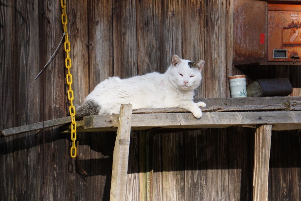 ねこ