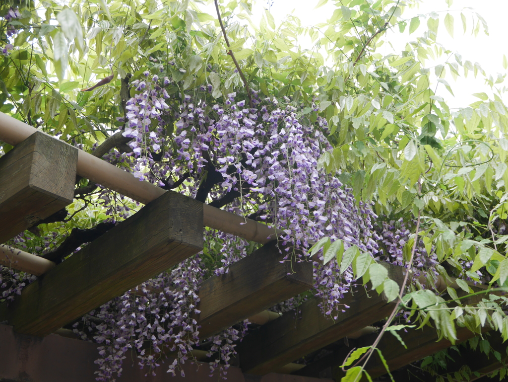 芦城公園