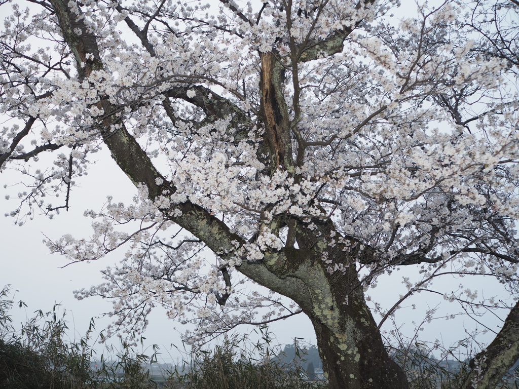 うかわ古代桜２