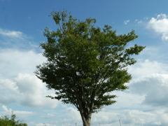 木場潟公園2