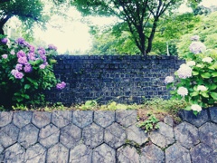 尾小屋町－あじさい２