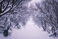 御在所岳　雪のトンネル