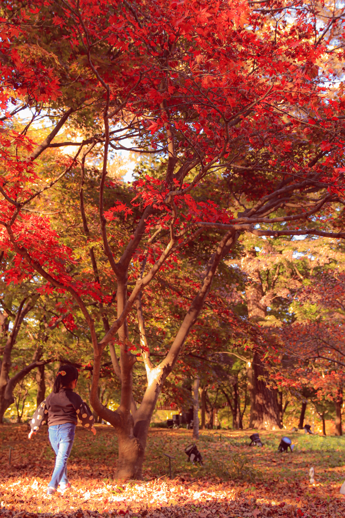 紅葉と松ぼっくり拾いする娘