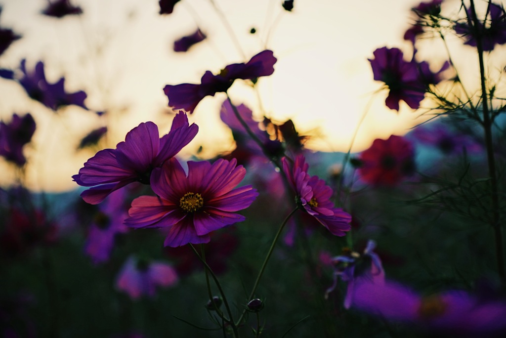 夕闇時のコスモスその2