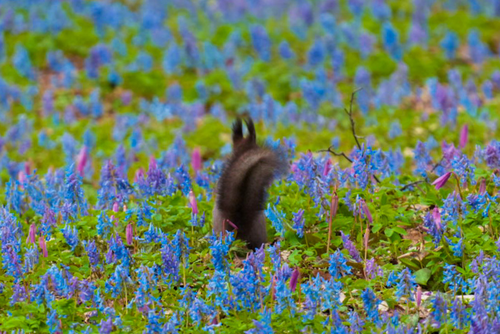 フリフリ