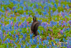 フリフリ