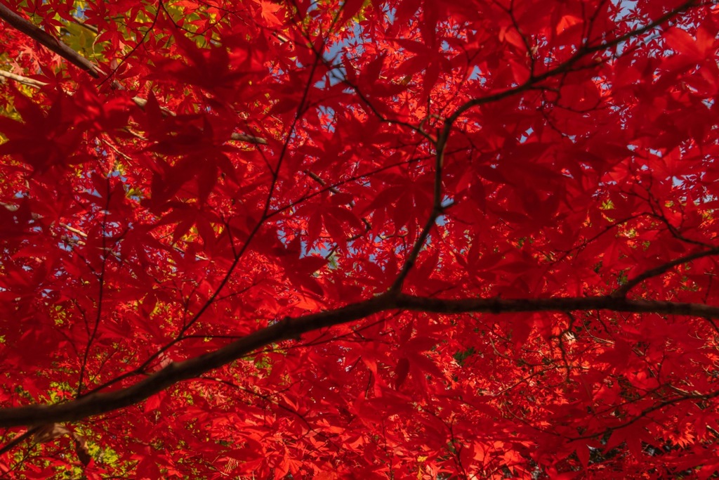 紅葉繚乱！