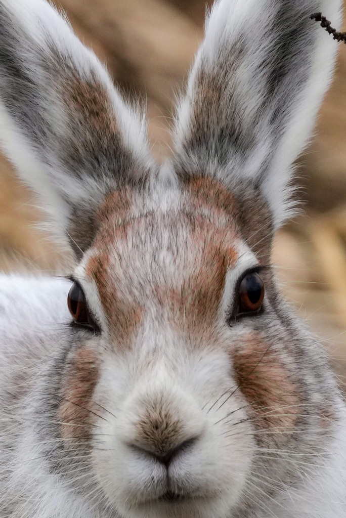 うさぎの目