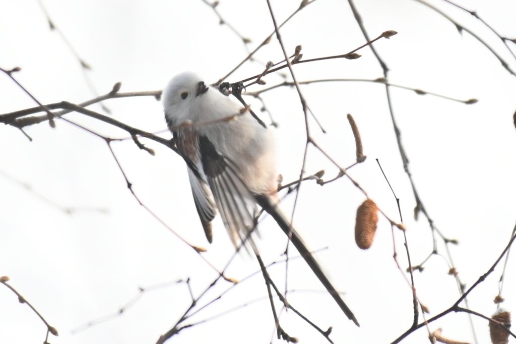 森の妖精シマエナガ