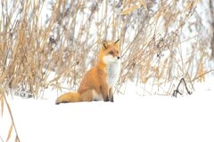 我が家のキタキツネ