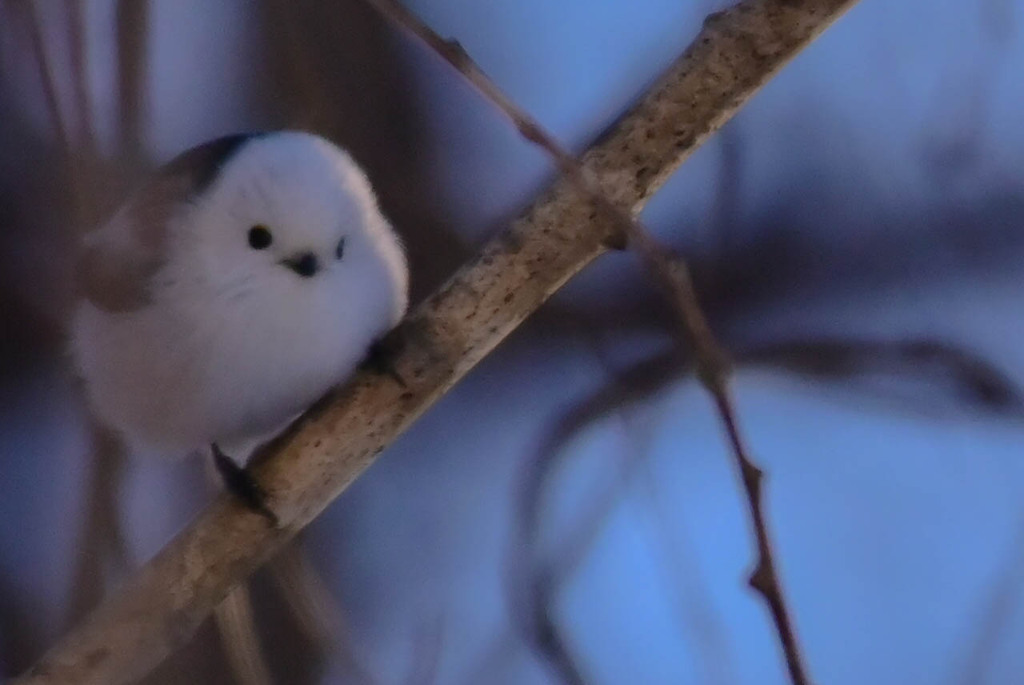 雪の妖精シマエナガ