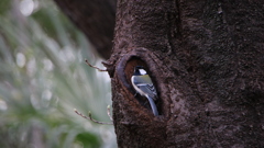 シジュウカラ