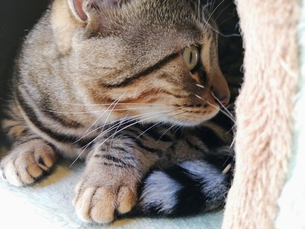 ねこぉ(=^・^=)