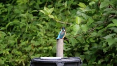カワセミ