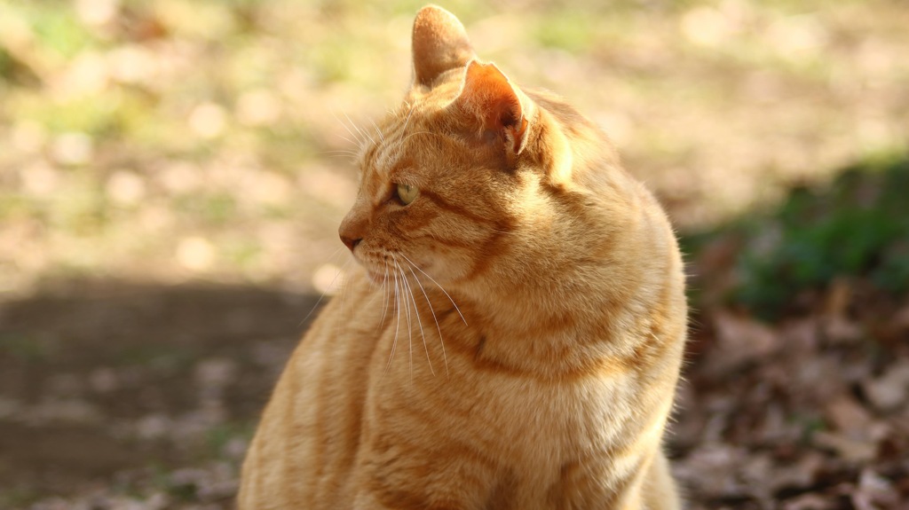 野良猫