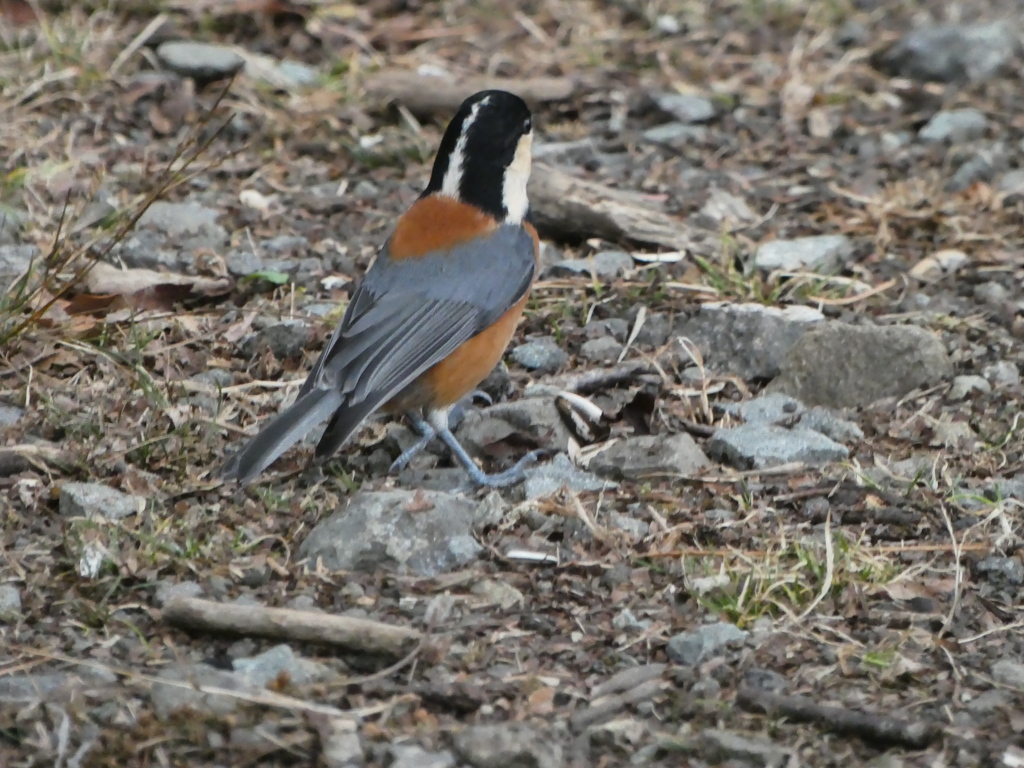 やっぱ可愛いですね