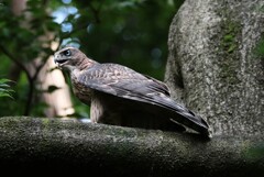 オオタカの幼鳥