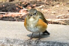 初ルリビタキ
