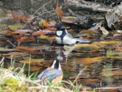 ヤマガラとシジュウカラ