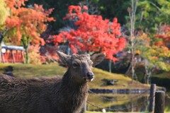 秋の奈良公園