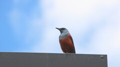 初　イソヒヨドリ