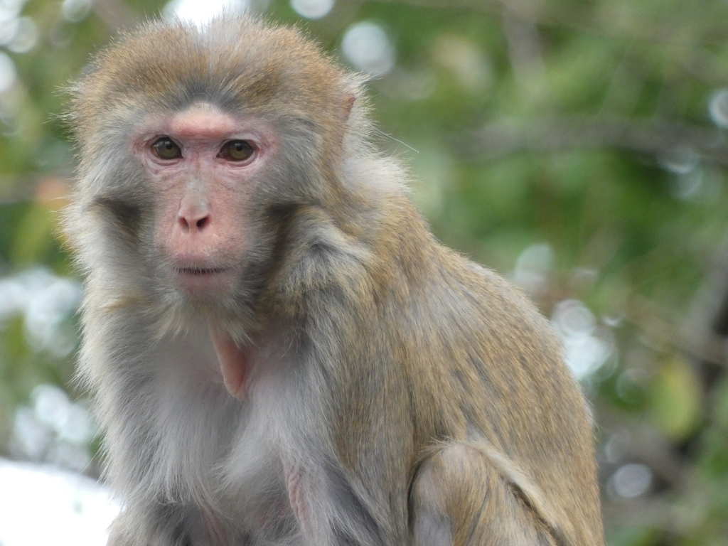 ぽーとれーと猿