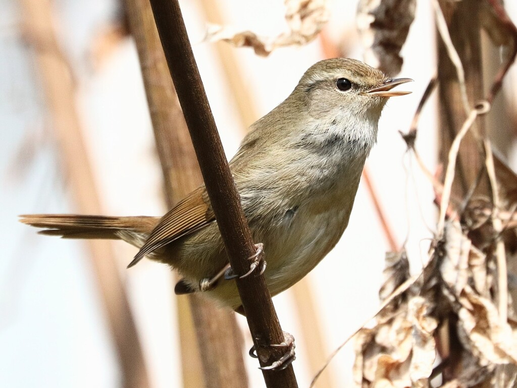 ウグイス