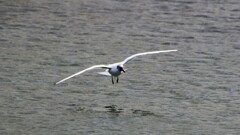 カモメのお食事