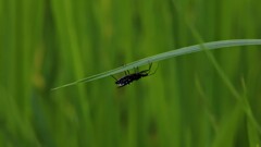 夏の虫