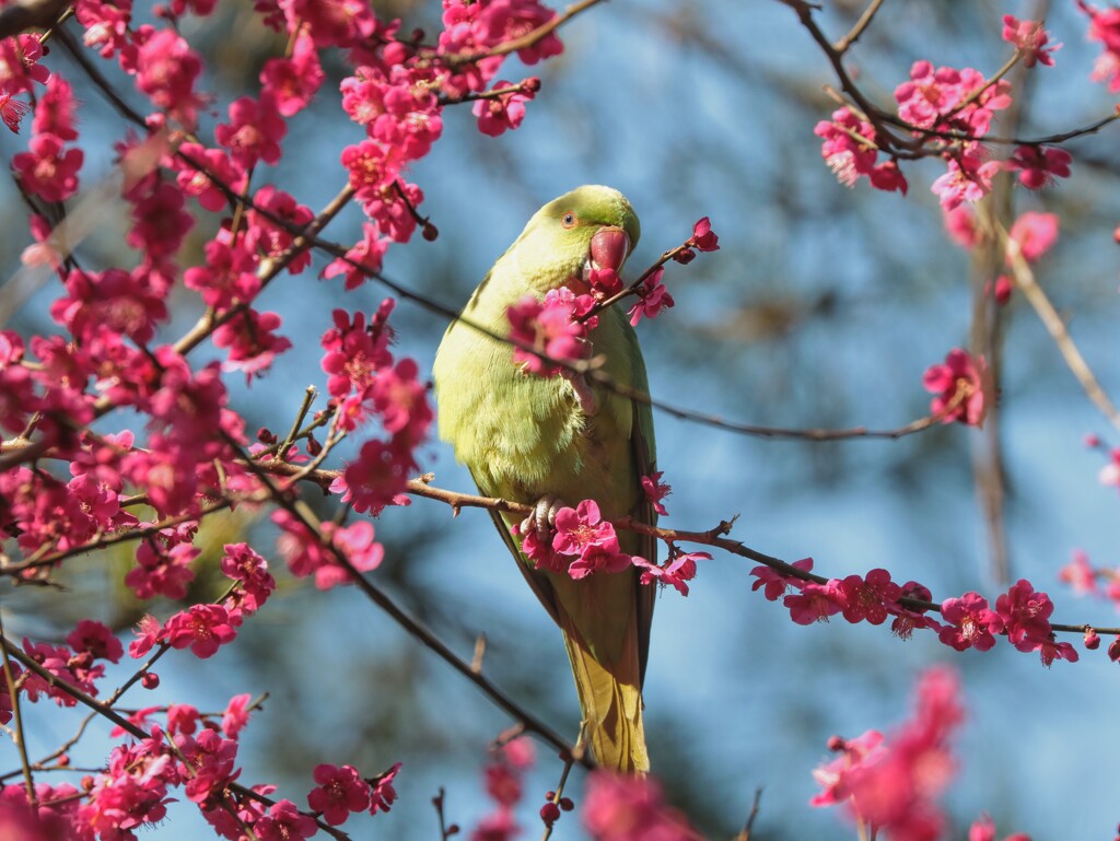 梅とインコ