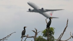 旅客機バックに