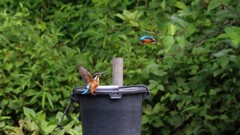 カワセミのケンカ