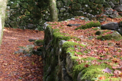 晩秋の寺道