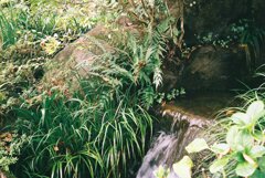 水辺の風景