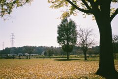 黄葉の公園