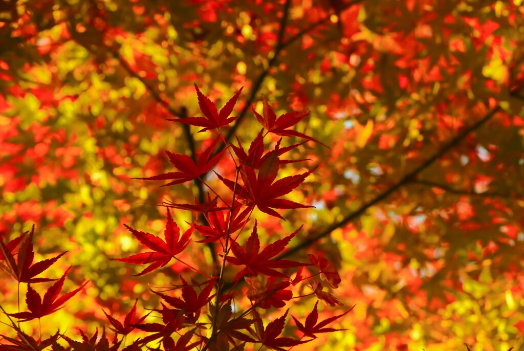紅の一時