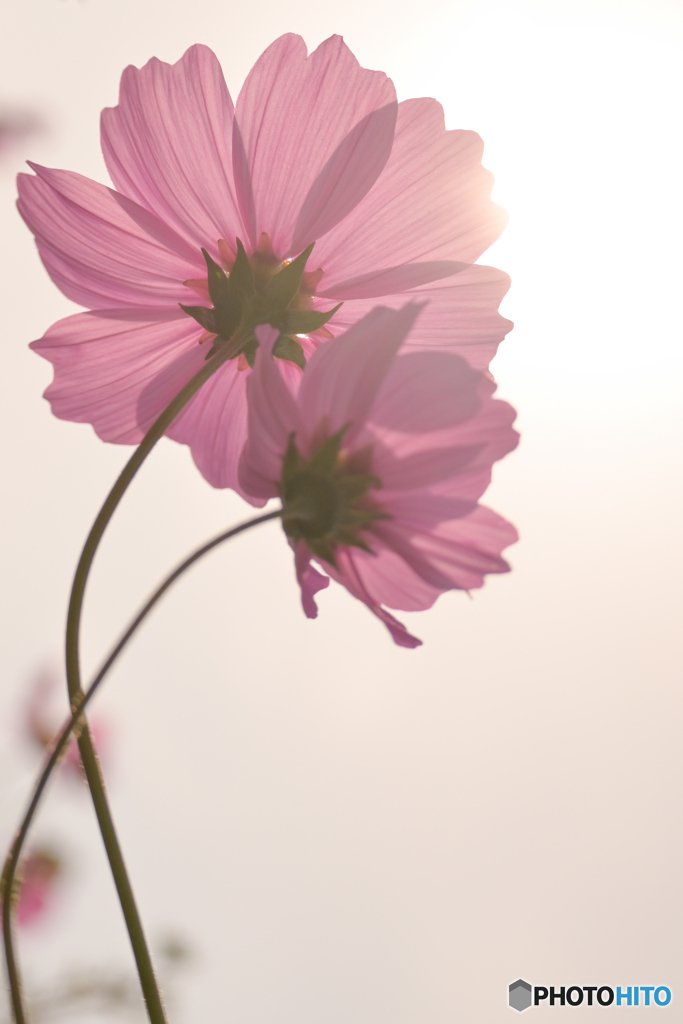 秋桜畑にて。