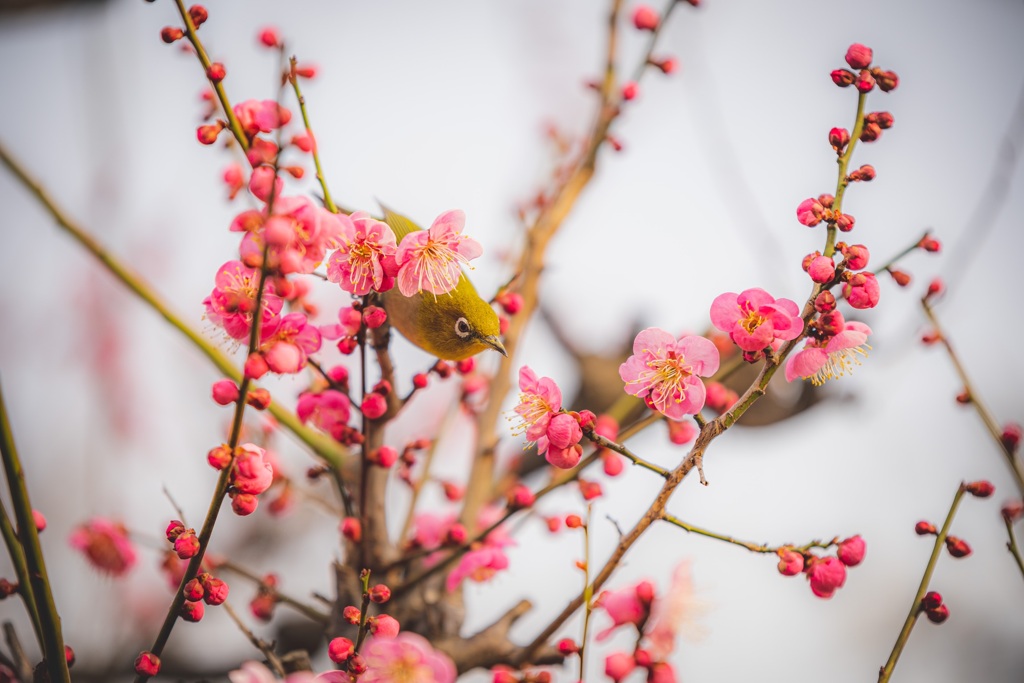 蜜を求めて