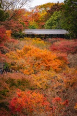 東福寺の紅葉