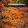 東福寺の紅葉