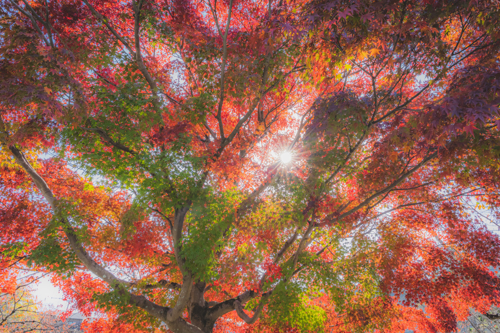 紅葉を見上げる