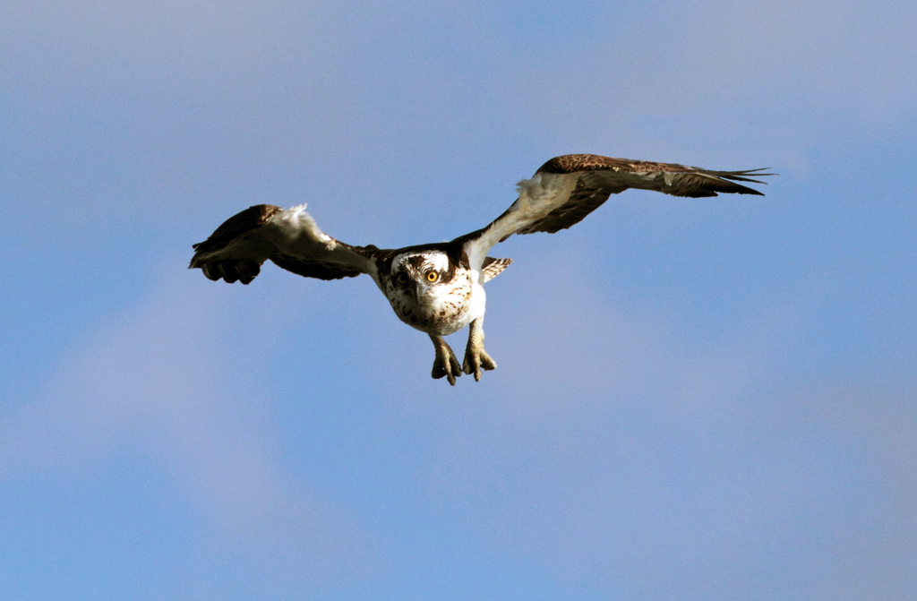 Osprey  Dive Dive Dive