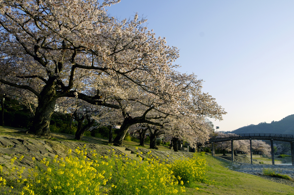 錦帯橋の春