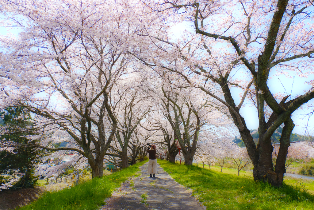 桜並木散歩