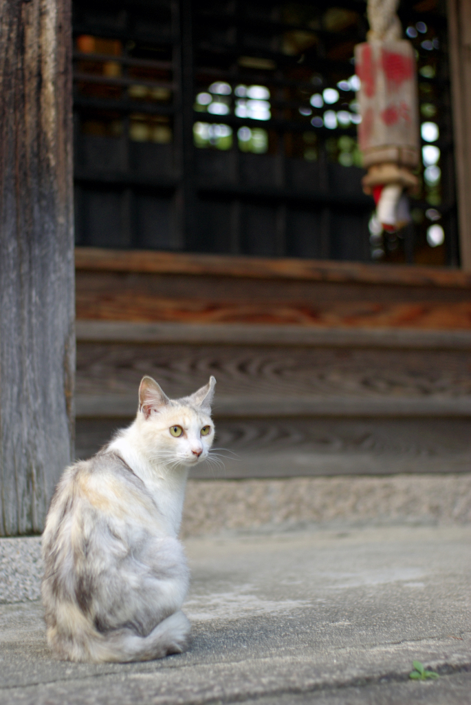 お社の猫