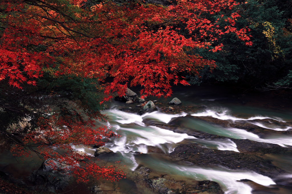 深山に咲く