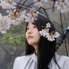 雨と桜