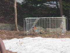 カゴの鳥