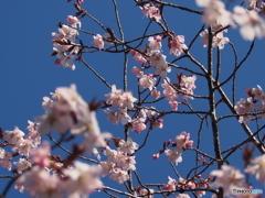 栗山公園_桜20250430