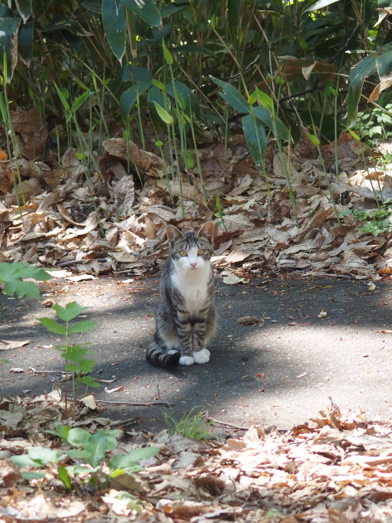 ねこ